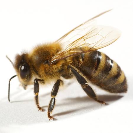 μέλισσα, μύγα, μέλι Tomo Jesenicnik - Dreamstime
