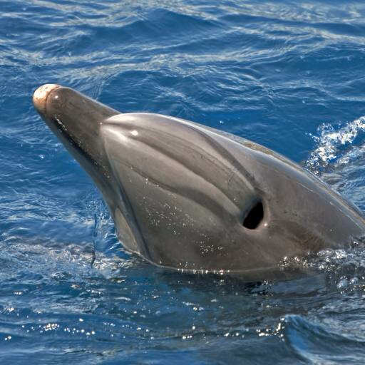 της θάλασσας, των ζώων, δελφινιών, φαλαινών Avslt71