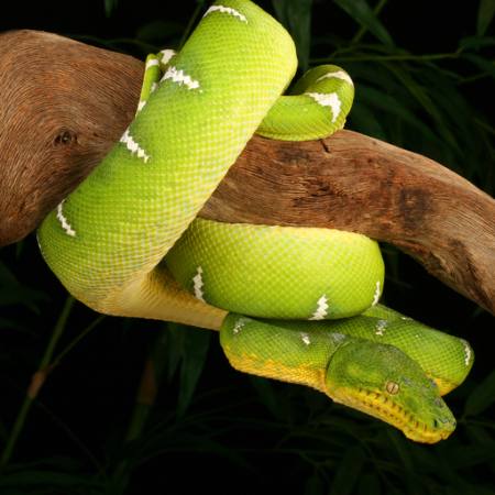 φίδι, άγρια, άγρια ​​ζωή, υποκατάστημα, πράσινο Johnbell - Dreamstime
