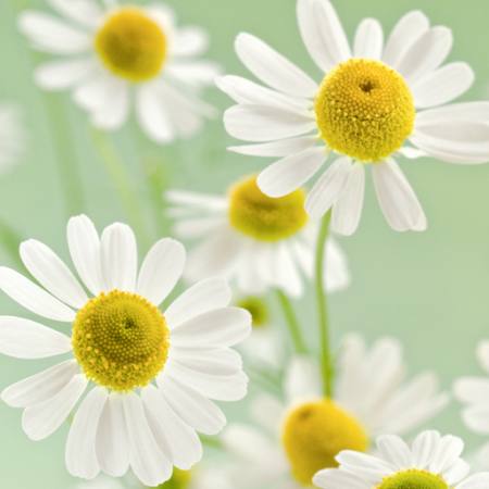 λουλούδια, λουλούδι, άσπρο, κίτρινο Italianestro - Dreamstime