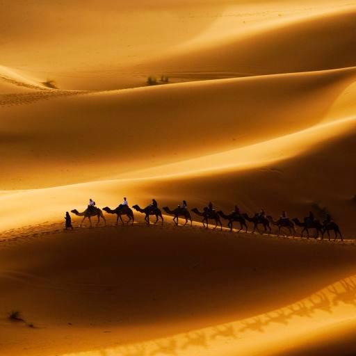άμμος, έρημος, καμήλες, φύση Rcaucino