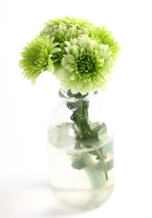 φυτό, λουλούδι, πράσινο, νερό, σωλήνας, βάζο Kerstin Aust - Dreamstime