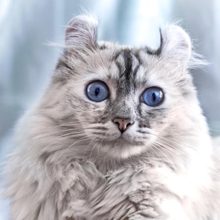γάτα, τα μάτια, τα ζωικά Eugenesergeev - Dreamstime