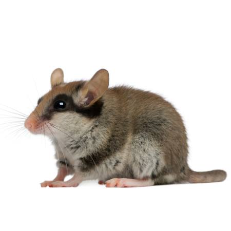 ποντικού, αρουραίου, ζώο Isselee - Dreamstime