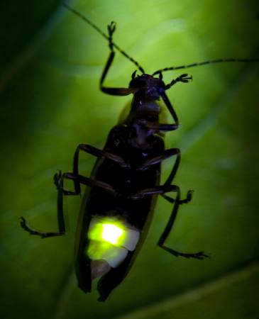 έντομο, ζώο, άγρια, άγρια ​​ζωή, μικρό, φύλλα, πράσινο Fireflyphoto - Dreamstime