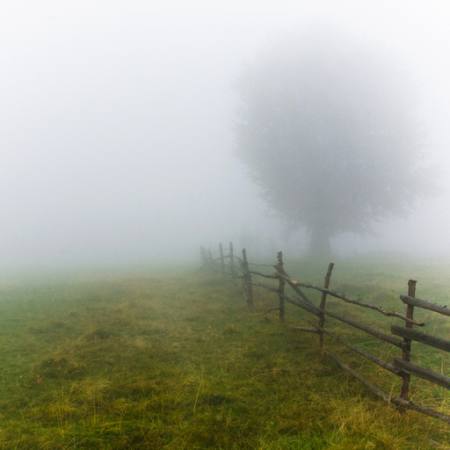 ομίχλη, πεδίο, δέντρο, περίφραξη, πράσινο, γρασίδι Andrei Calangiu - Dreamstime