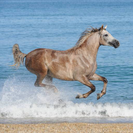 άλογο, νερό, θάλασσα, παραλία, ζώο Regatafly