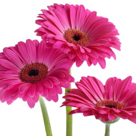 λουλούδια, λουλούδι, ροζ, βιολετί Tatjana Baibakova - Dreamstime