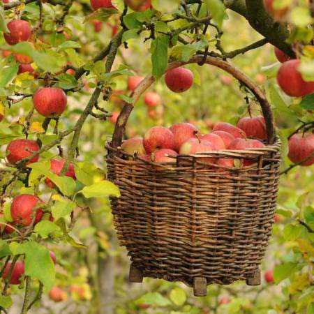 μήλα, καλάθι, δέντρο Petr  Cihak - Dreamstime