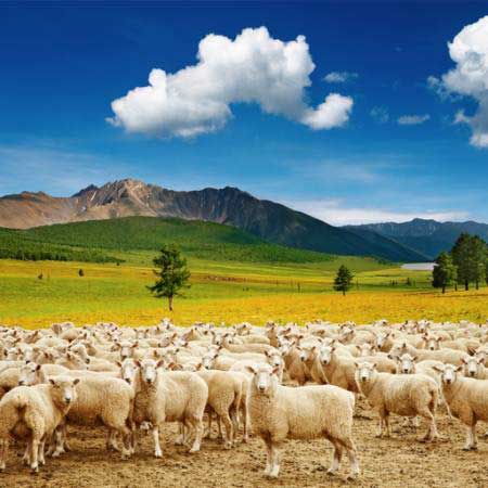 πρόβατα, πρόβατα, φύση, βουνό, ουρανός, σύννεφο, το ζωικό κεφάλαιο Dmitry Pichugin - Dreamstime