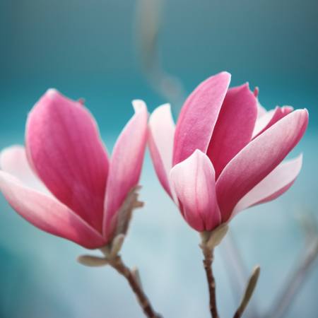 λουλούδι, ροζ Sofiaworld - Dreamstime