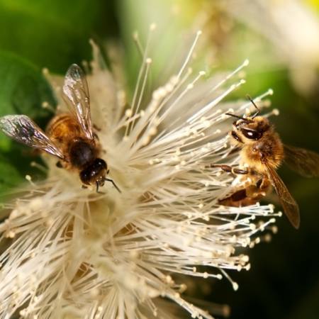 των μελισσών, τη φύση, μέλισσα, βάζο, λουλούδι Sheryl Caston - Dreamstime