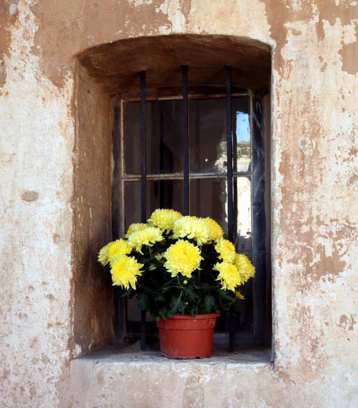 λουλούδια, λουλούδι, παράθυρο, κίτρινο, τοίχο Elifranssens
