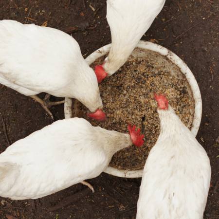 κοτόπουλα, τρώνε, τα τρόφιμα, μπολ, το λευκό, το σιτάρι, το σιτάρι Alexei Poselenov - Dreamstime