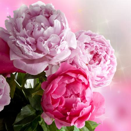 λουλούδι, λουλούδια, κήπος, τριαντάφυλλο Piccia Neri - Dreamstime