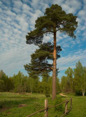 δέντρο, κήπος, πεδίο, τη φύση, φράχτη, δρόμο, πράσινο Konstantin Gushcha - Dreamstime