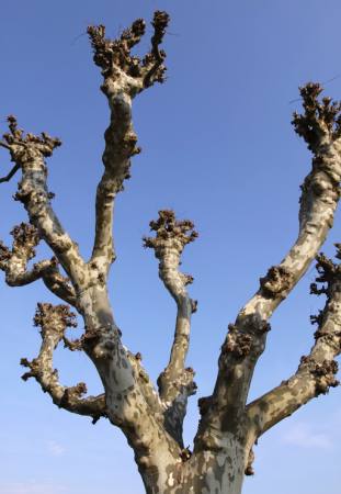 δέντρο, τη φύση, τα δέντρα, τον ουρανό Bernhard Richter - Dreamstime