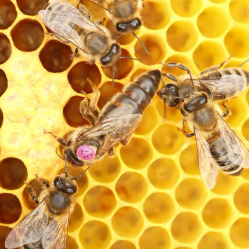 μέλισσες, κυψέλη, ζώα, έντομα, έντομο, ζώο, μέλι Rtbilder