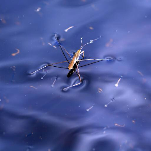 bug, εντόμων, νερό, float, μπλε Sergey Yakovlev (Basel101658)