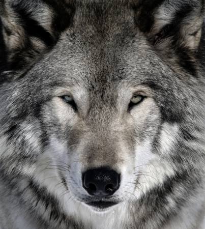 λύκος, ζώο, άγρια, σκύλος Alain - Dreamstime