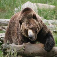 Pixwords η εικόνα με αρκούδα, ζώο, άγριο Richard Parsons - Dreamstime