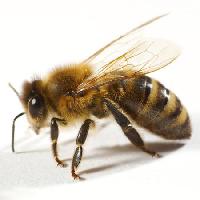 Pixwords η εικόνα με μέλισσα, μύγα, μέλι Tomo Jesenicnik - Dreamstime