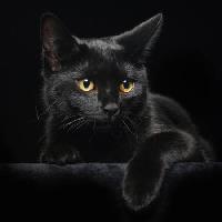 Pixwords η εικόνα με γάτα, ζώο Svetlana Petrova - Dreamstime