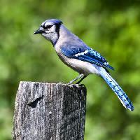 Pixwords η εικόνα με πουλί, δέντρο, κορμός, μπλε Wendy Slocum - Dreamstime