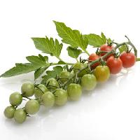 φρούτα, λαχανικά, ντομάτες, ντομάτα, πράσινο, κόκκινο, φύλλα, τα τρόφιμα Svetlana Foote (Saddako123)