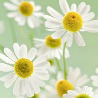 Pixwords η εικόνα με λουλούδια, λουλούδι, άσπρο, κίτρινο Italianestro - Dreamstime