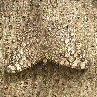 Pixwords η εικόνα με πεταλούδα, έντομο, δέντρο, φλοιός Wilm Ihlenfeld - Dreamstime