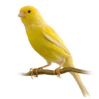 Pixwords η εικόνα με πουλί, κίτρινο Isselee - Dreamstime