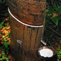 το ξύλο, δέντρο, το γάλα Anatoli Styf - Dreamstime