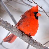 Pixwords η εικόνα με πουλί, κόκκινο, ζώο, άγριο (Markwatts104)
