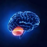 Pixwords η εικόνα με του εγκεφάλου, την παρεγκεφαλίδα, κεφάλι, ανθρώπινη, εγκεφάλους Woodooart