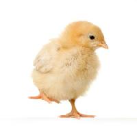 Pixwords η εικόνα με κοτόπουλο, ζώο, αυγό, κίτρινο Isselee - Dreamstime