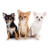 Pixwords η εικόνα με σκύλοι, σκύλος, τρία, ζώο, τα ζώα Anna Utekhina - Dreamstime