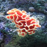 Pixwords η εικόνα με νερό, κοράλλια, float, κυμαινόμενο, κόκκινο, σφουγγάρι Sunju1004 - Dreamstime