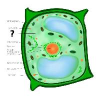 κυτταρικές, κυτταρικές, πράσινο, πορτοκαλί, χλωροπλάστη, nucleos, κενοτόπιο Designua