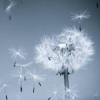Pixwords η εικόνα με λουλούδι, μύγα, μπλε, του ουρανού, των σπόρων προς σπορά Mouton1980 - Dreamstime