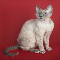 Pixwords η εικόνα με γάτα, ζώο Marta Holka - Dreamstime