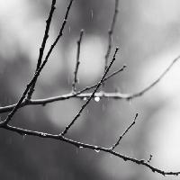 Pixwords η εικόνα με υποκατάστημα, δέντρο, μαύρο, άσπρο, βροχή, νερό Mtoumbev