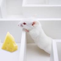 Pixwords η εικόνα με χιλιάδες, ποντίκι, ποντίκια, τυρί, λαβύρινθος Juan Manuel Ordonez - Dreamstime