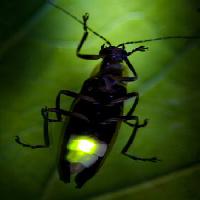 Pixwords η εικόνα με έντομο, ζώο, άγρια, άγρια ​​ζωή, μικρό, φύλλα, πράσινο Fireflyphoto - Dreamstime