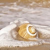 Pixwords η εικόνα με στη θάλασσα, το νερό, κέλυφος, άμμος, παραλία Robyn Mackenzie (Robynmac)