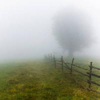 ομίχλη, πεδίο, δέντρο, περίφραξη, πράσινο, γρασίδι Andrei Calangiu - Dreamstime