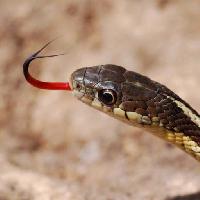 Pixwords η εικόνα με φίδι, ζώο, άγριο Gerald Deboer (Jerryd)