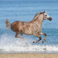άλογο, νερό, θάλασσα, παραλία, ζώο Regatafly