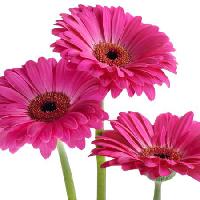Pixwords η εικόνα με λουλούδια, λουλούδι, ροζ, βιολετί Tatjana Baibakova - Dreamstime