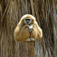Pixwords η εικόνα με μαϊμού, ζώο Mircea Bezergheanu (Bereta)